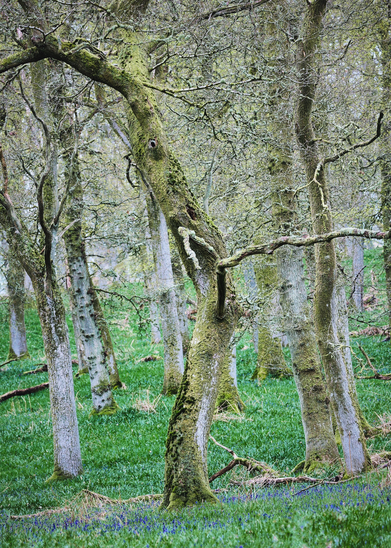 Around Kinclaven (2): Bluebell Woods
