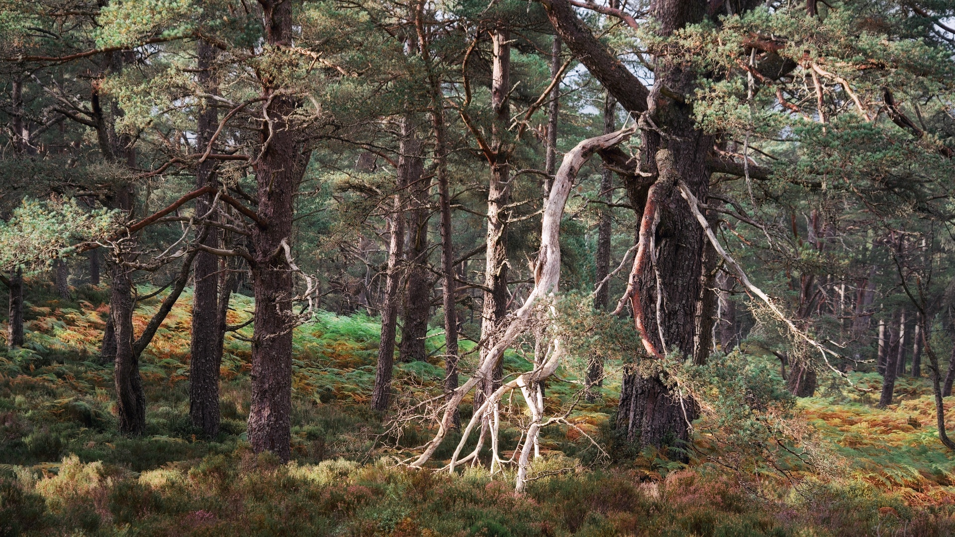 Black Woods of Rannoch: Some Trees 1