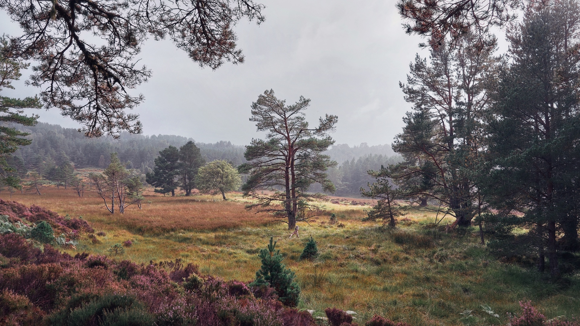 Black Woods of Rannoch: Some Trees 2