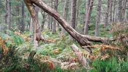 Black Woods of Rannoch: Some Trees 3