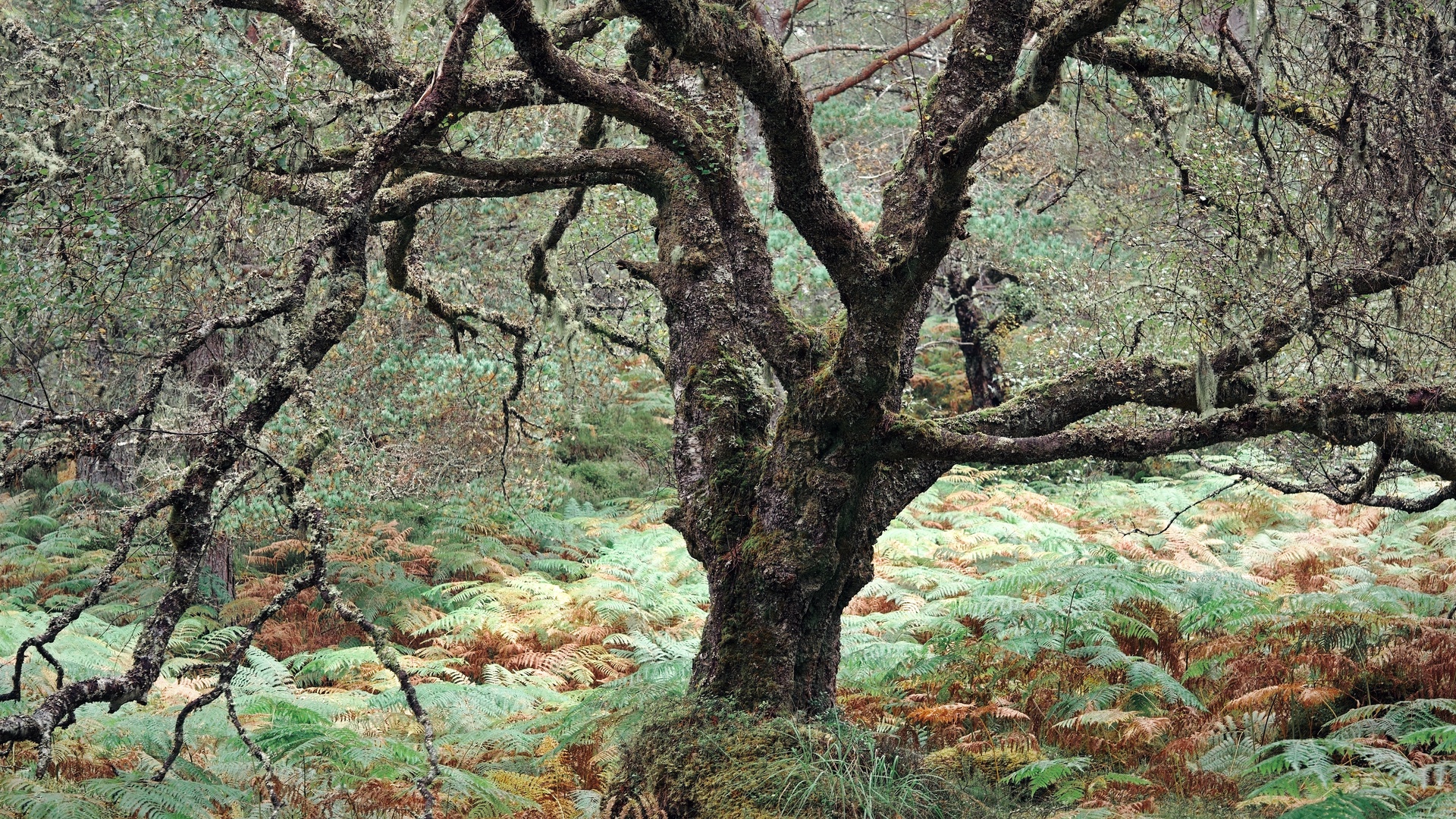 Black Woods of Rannoch: Some Trees 5