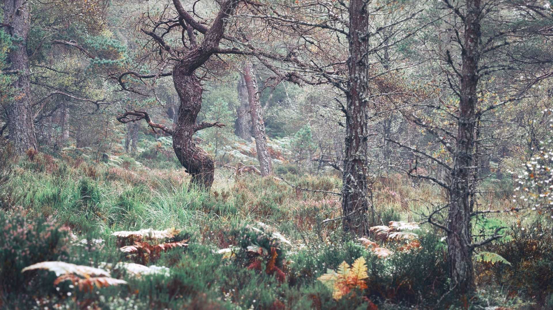 Black Woods of Rannoch: Some Trees 6