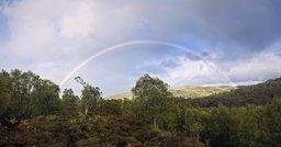 Caledonian Forest: Rainbow
