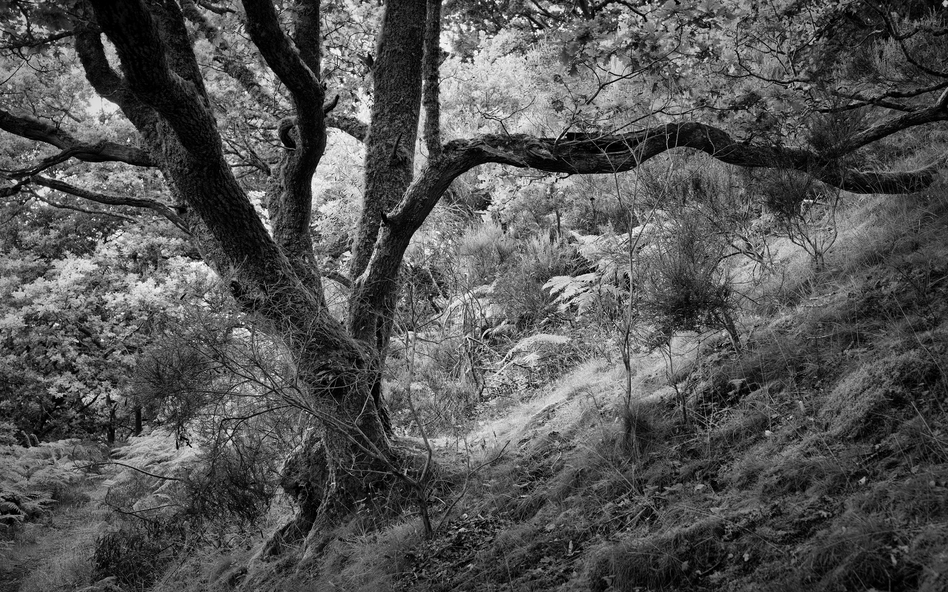 Dunning Glen 7: Characterful Trees 3