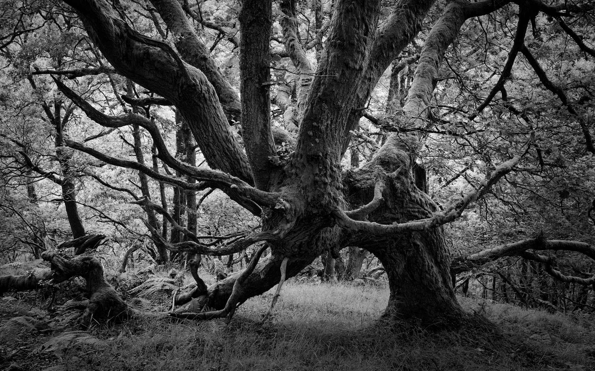 Dunning Glen 9: Characterful Trees 5
