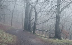 Foggy Path, Kinnoull Hill