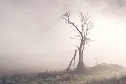 Lone Tree in the Mist, Glen Devon