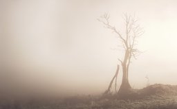 Lone Tree in the Mist, Glen Devon