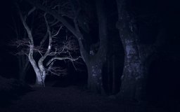 Spooky Beech, Glen Lyon