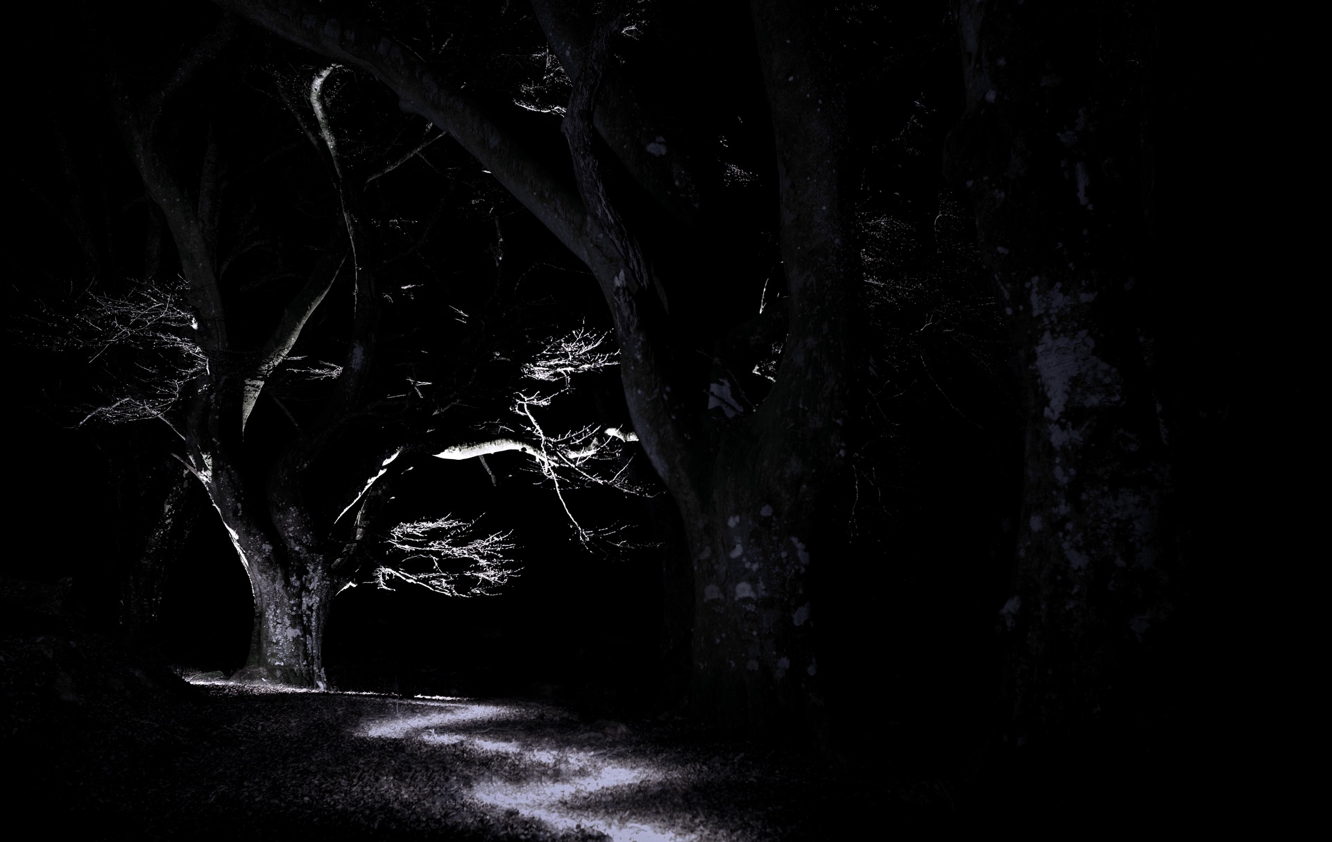 Spooky Beech Tree, Glen Lyon