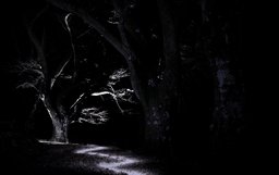 Spooky Beech Tree, Glen Lyon
