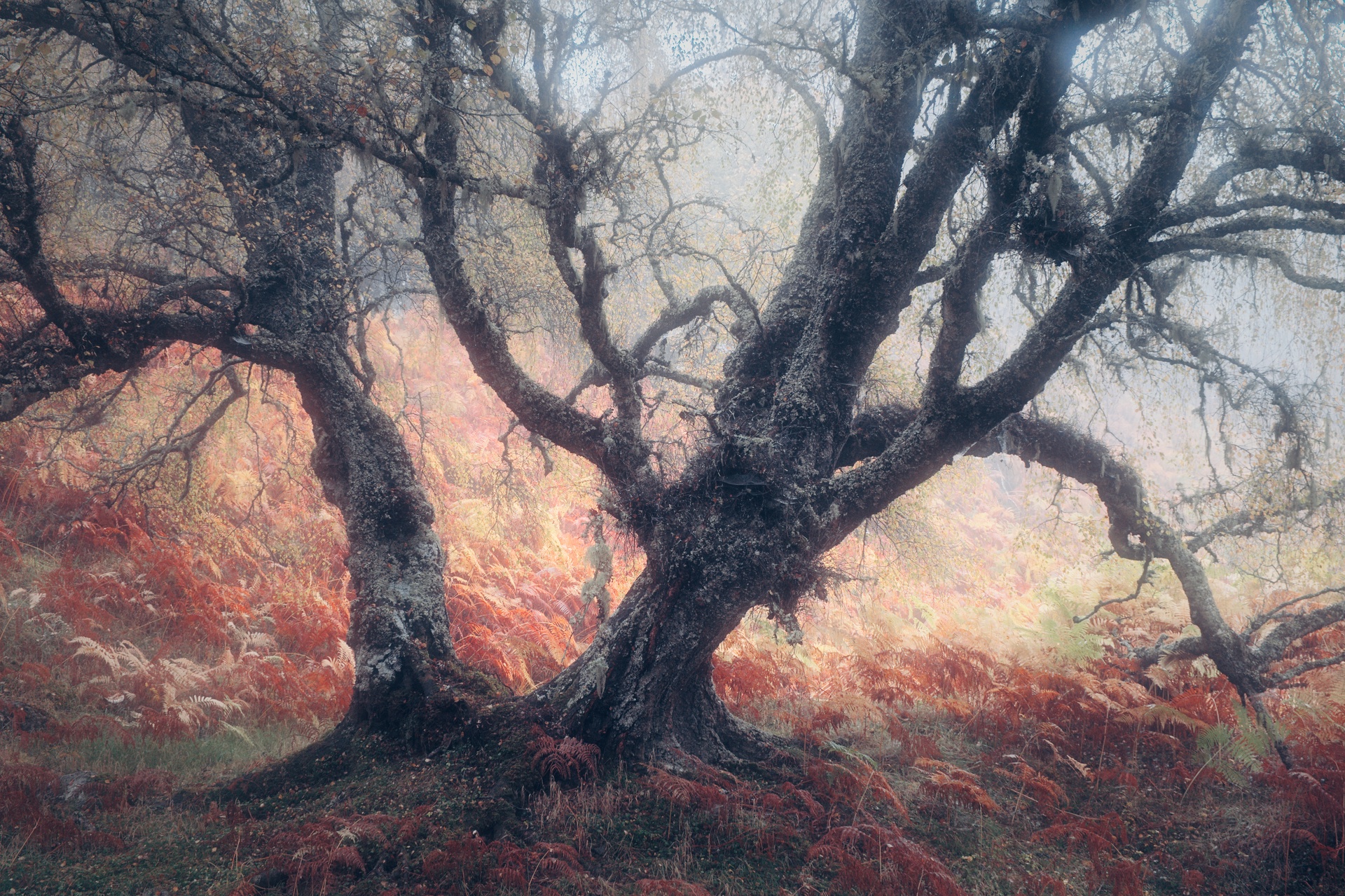Spooky Tree, Glen Affric