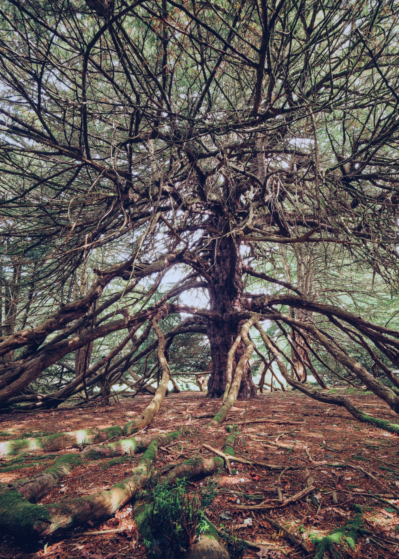 The Broich Yew
