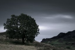 Tree and hills