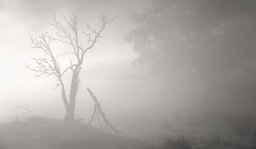 Trees in the Mist, Glen Devon