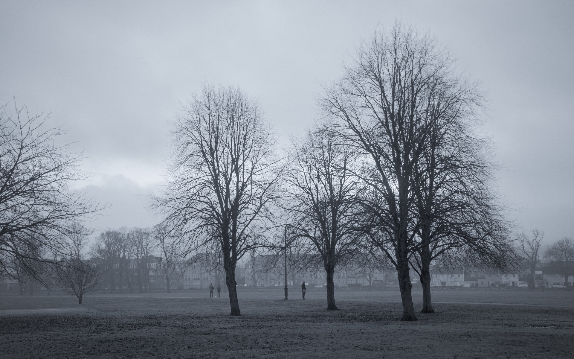 Trees of the South Inch 1