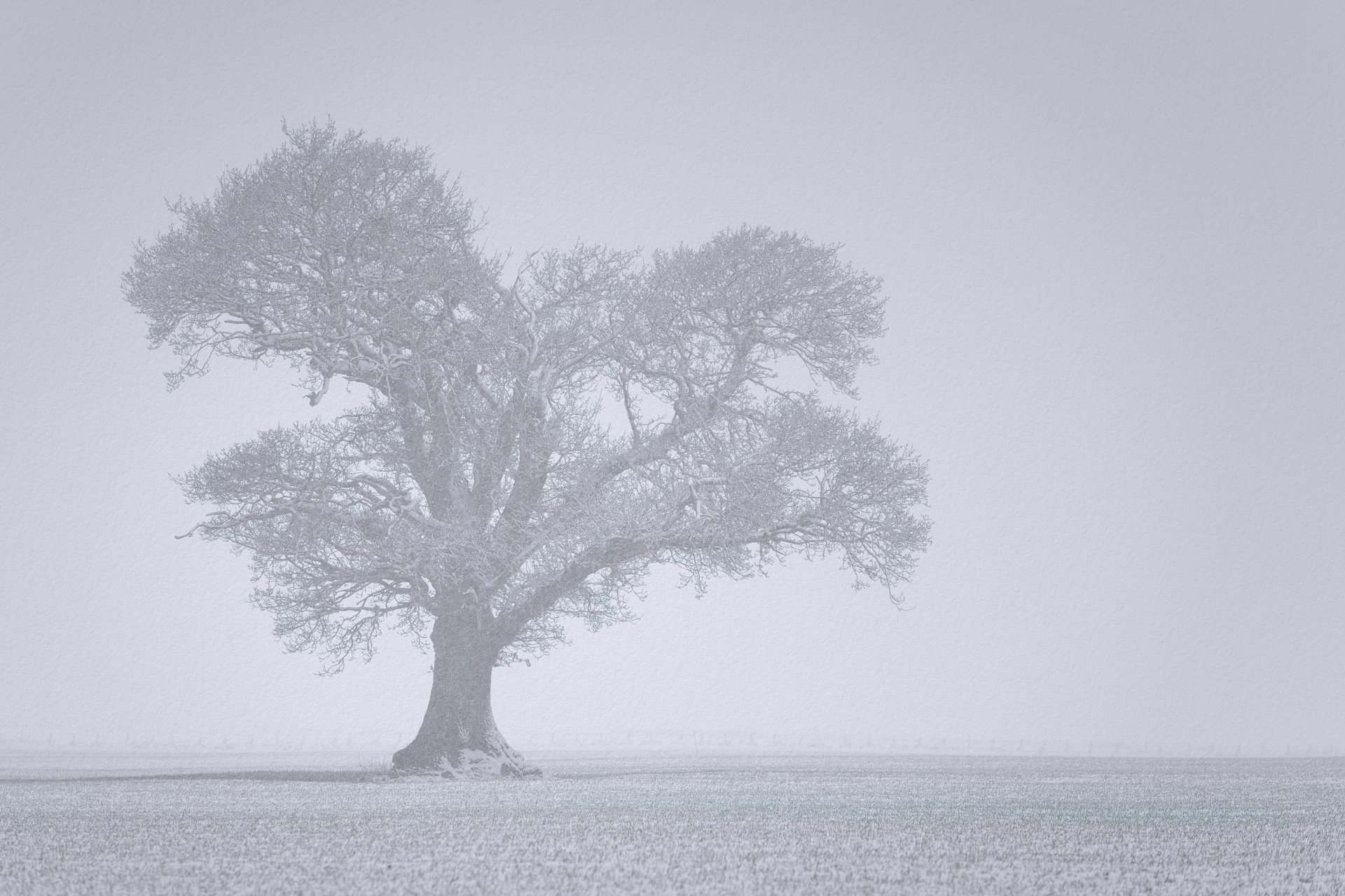 Windyedge Tree: Winter